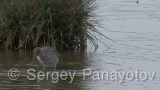 Видео клип на Голям червеноног водобегач - Голям червеноног водобегач през ранна пролет